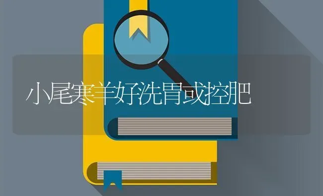 小尾寒羊好洗胃或控肥 | 家畜养殖