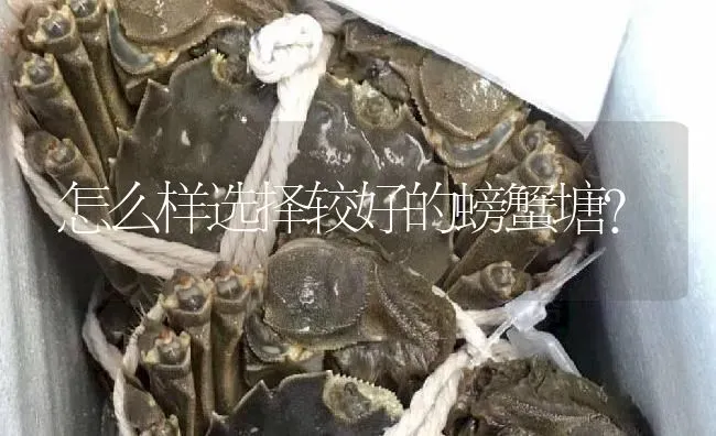 怎么样选择较好的螃蟹塘？ | 淡水养殖