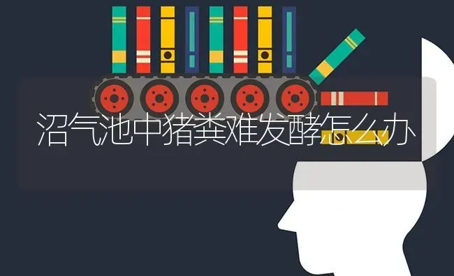 沼气池中猪粪难发酵怎么办 | 家畜养殖