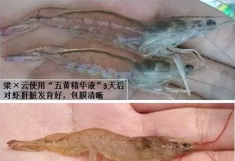 粤海五黄精华液开胃消食保肝护胆利器，让对虾平安渡夏