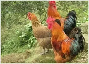 肉鸡价格将飙升 | 农业养殖科普