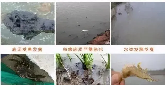 底质有问题水质当然不好：在养殖过程中的底质修复和改良很重要！
