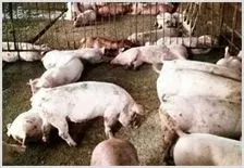 冬季肥猪群腹泻的情况是怎么回事 | 动物饲养方法