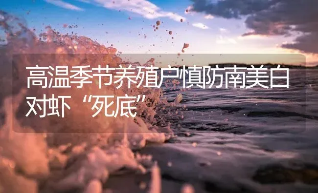 高温季节养殖户慎防南美白对虾“死底” | 海水养殖