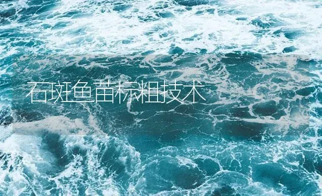 石斑鱼苗标粗技术 | 海水养殖