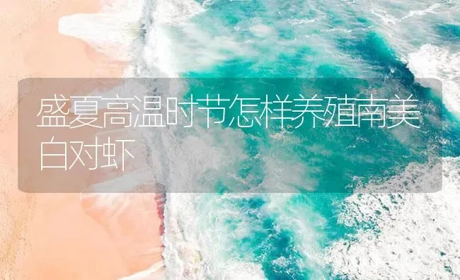 盛夏高温时节怎样养殖南美白对虾 | 海水养殖