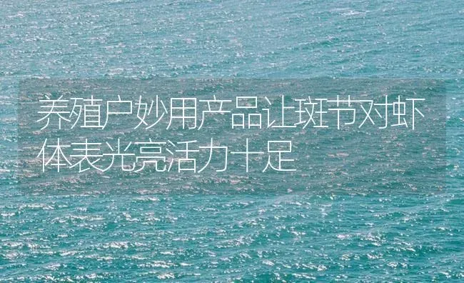养殖户妙用产品让斑节对虾体表光亮活力十足 | 海水养殖