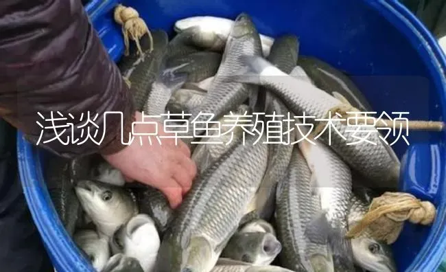 浅谈几点草鱼养殖技术要领 | 淡水养殖