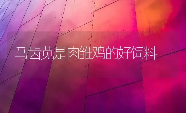 马齿苋是肉雏鸡的好饲料 | 家禽养殖