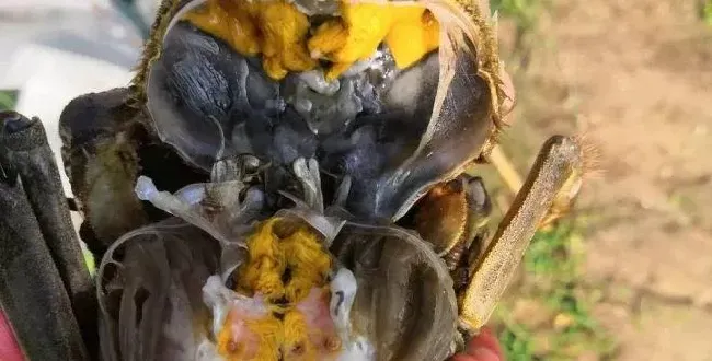 螃蟹秋后要进补 翻倍规格看溶氧