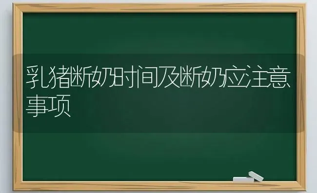 乳猪断奶时间及断奶应注意事项 | 家畜养殖