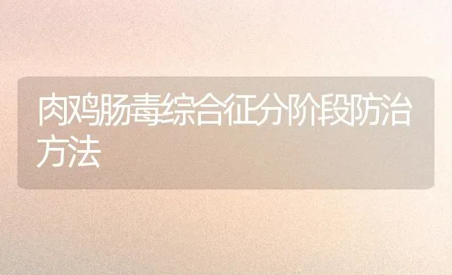 肉鸡肠毒综合征分阶段防治方法 | 家禽养殖