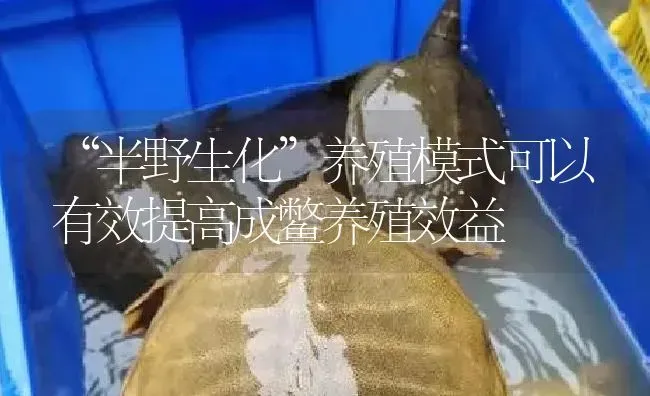 “半野生化”养殖模式可以有效提高成鳖养殖效益 | 淡水养殖