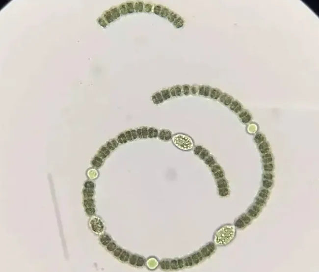 蓝藻的基本概念、结构、习性和分类