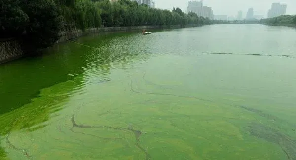 养殖水体富营养化调控技术介绍
