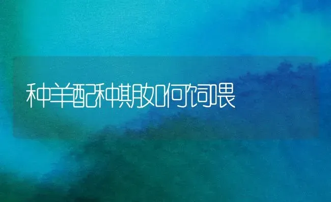 种羊配种期如何饲喂 | 家畜养殖