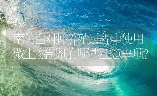 南美白对虾养殖过程中使用微生态制剂有哪些注意事项？ | 海水养殖