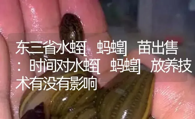 东三省水蛭[蚂蝗]苗出售：时间对水蛭[蚂蝗]放养技术有没有影响 | 特种养殖