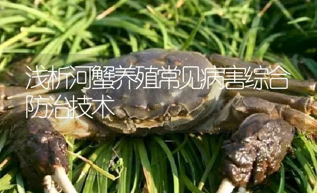 浅析河蟹养殖常见病害综合防治技术 | 淡水养殖