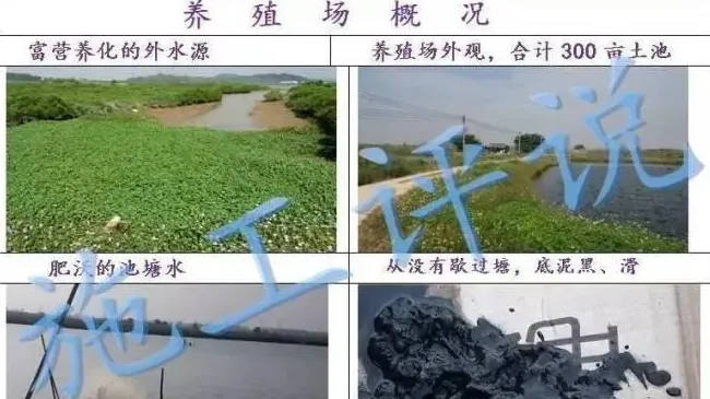 明年南美白对虾就这样养，怎么样？