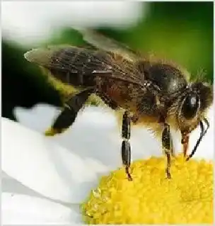 蜜蜂的自然分蜂（上） | 动物养殖资料