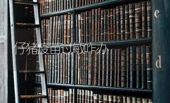 仔猪疫苗过敏咋办 | 家畜养殖