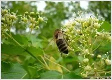 夏秋时节蜂群管理技术 | 养殖动物技术