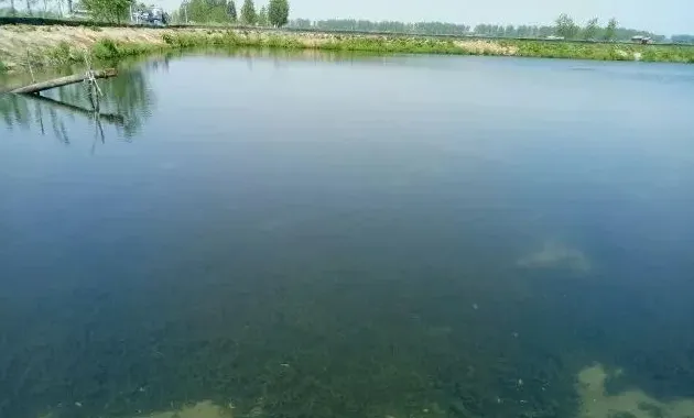 这些池塘管理工作都没做好，你怎么能顺利度过这个高温天？