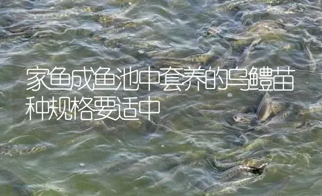 家鱼成鱼池中套养的乌鳢苗种规格要适中 | 淡水养殖