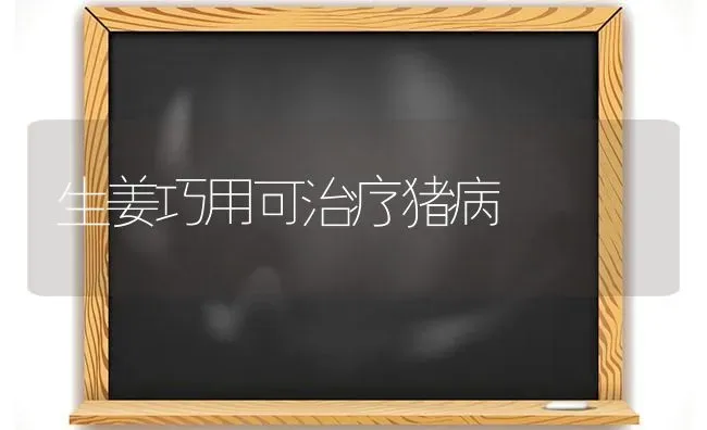 生姜巧用可治疗猪病 | 家畜养殖