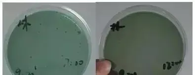 从弧菌检测谈过硫酸氢钾复合盐在对虾养殖中的重要性