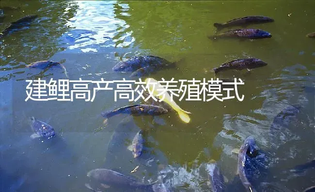 建鲤高产高效养殖模式 | 淡水养殖