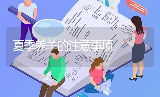 夏季养羊的注意事项 | 家畜养殖