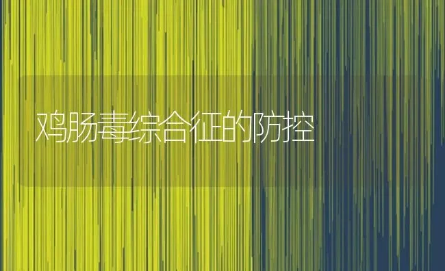 鸡肠毒综合征的防控 | 家禽养殖