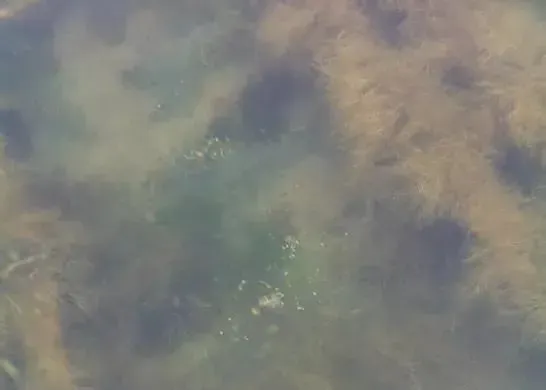 海参夏眠前吐肠化皮原因分析及预防应对方案