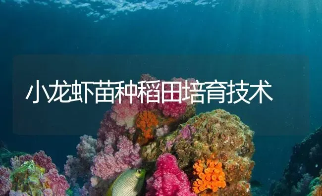 小龙虾苗种稻田培育技术 | 海水养殖