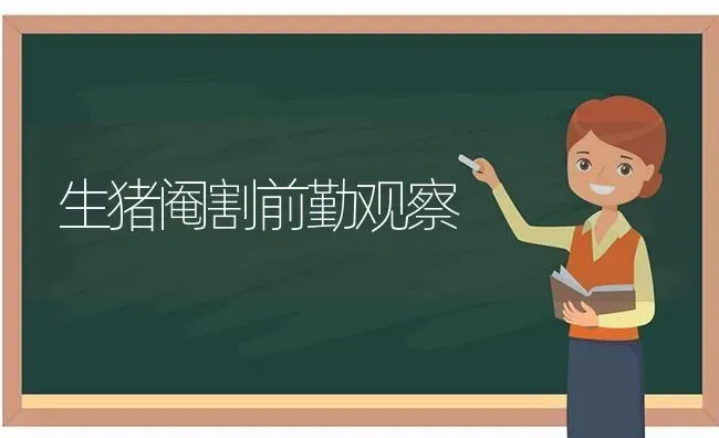 生猪阉割前勤观察 | 家畜养殖