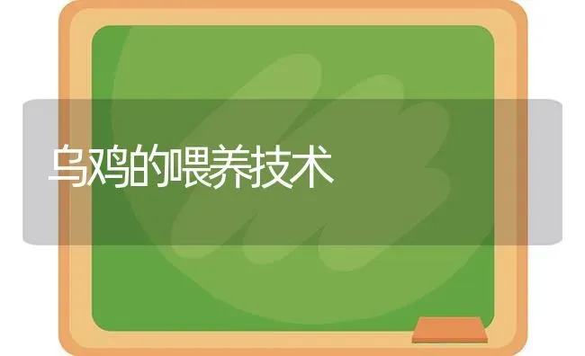 乌鸡的喂养技术 | 家禽养殖