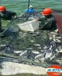 水产养殖户的困惑：为什么池塘的水肥不起来
