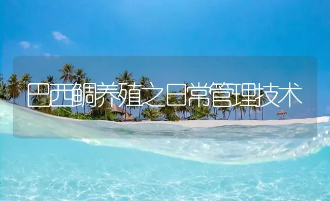 巴西鲷养殖之日常管理技术 | 海水养殖