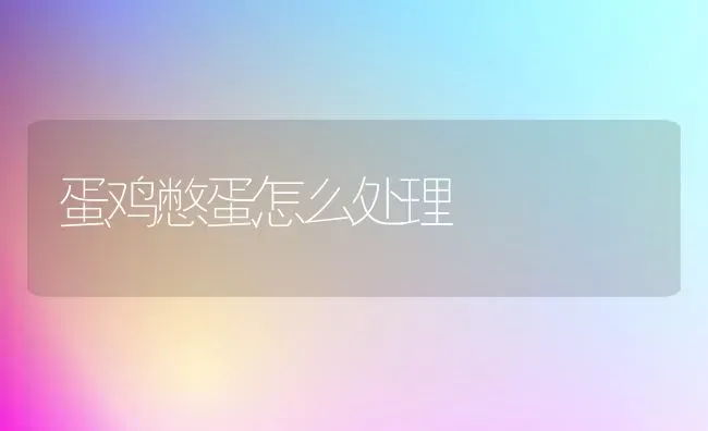蛋鸡憋蛋怎么处理 | 家禽养殖