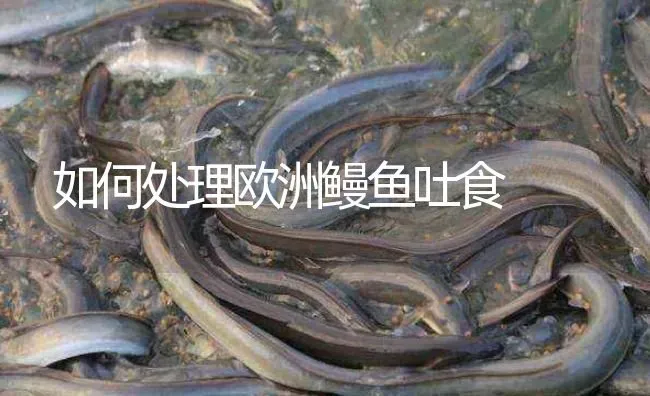 如何处理欧洲鳗鱼吐食 | 淡水养殖