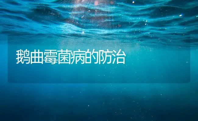 鹅曲霉菌病的防治 | 家禽养殖