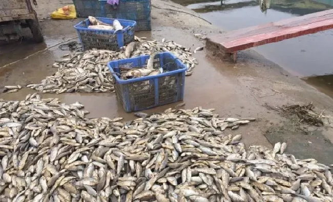 春季放苗前一定要注意防水霉病