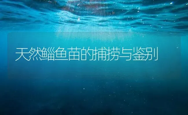 天然鲻鱼苗的捕捞与鉴别 | 海水养殖