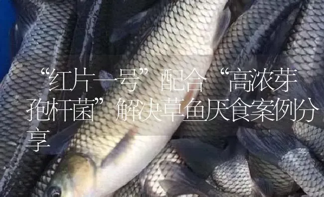 “红片一号”配合“高浓芽孢杆菌”解决草鱼厌食案例分享 | 淡水养殖