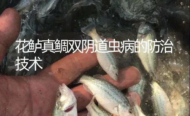 花鲈真鲷双阴道虫病的防治技术 | 淡水养殖