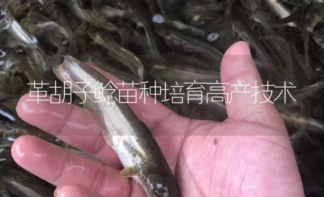 革胡子鲶苗种培育高产技术 | 淡水养殖