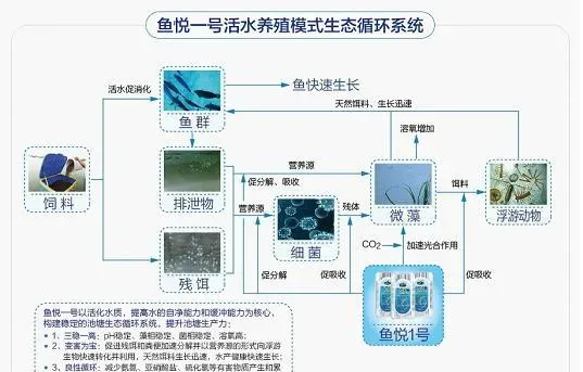 一步激活水体生态 养水从未如此轻松 活水养殖水质管理技术