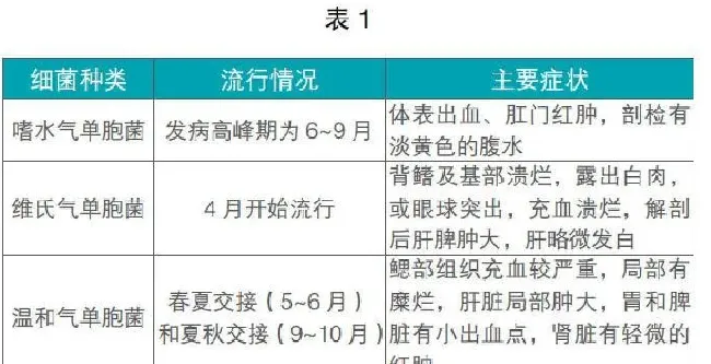 鳜鱼鲈鱼黑鱼等经济鱼类常见疾病概况